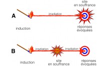 KS592P25.jpg