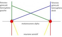 KS595P33.jpg