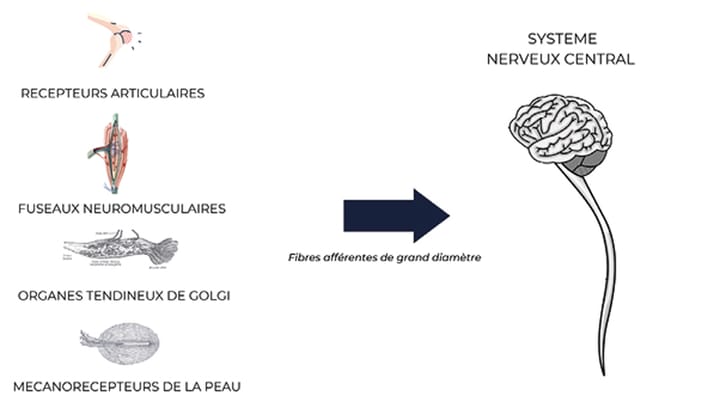 La proprioception, un 6e sens déterminant pour les actions quotidiennes et la pratique clinique
