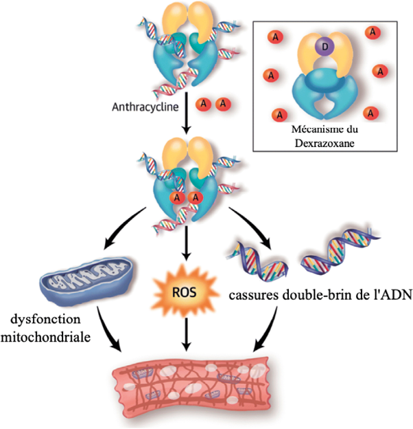 Bref aperçu des effets des traitements anticancéreux sur la santé cardio-vasculaire