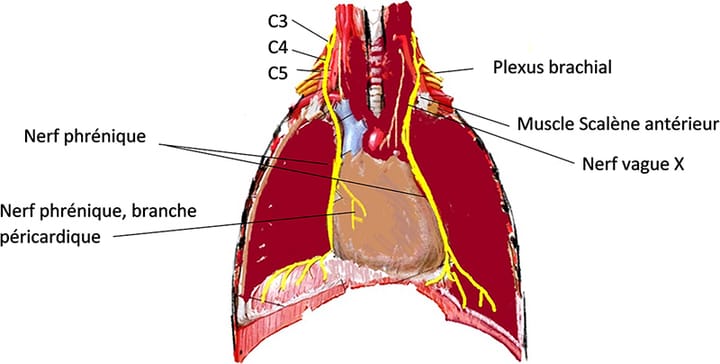 Diaphragme : le grand oublié de la rééducation maxillo-faciale