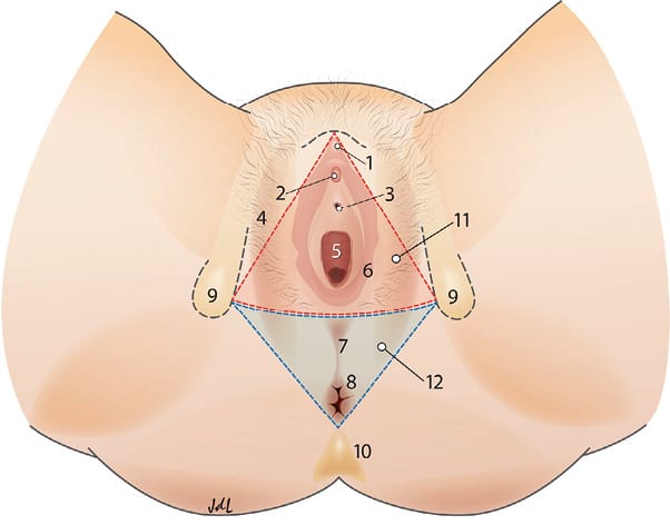 Syndromes pelviens myofasciaux prise en charge en thérapie manuelle bases théoriques (1ère partie)