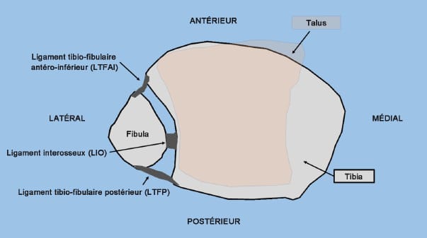 Prise en charge thérapeutique et principes de rééducation des entorses de la syndesmose tibio-fibulaire inférieure