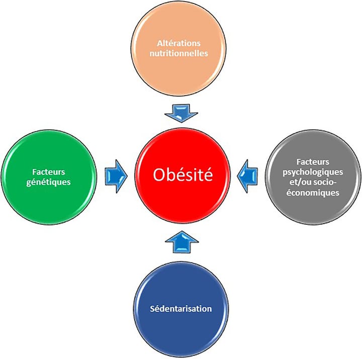 Fonction diaphragmatique et échographie chez des patients atteints d'obésité