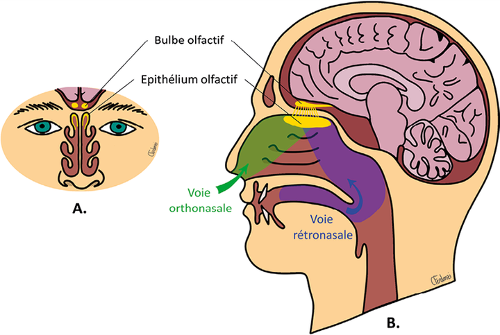 La rééducation olfactive en kinésithérapie