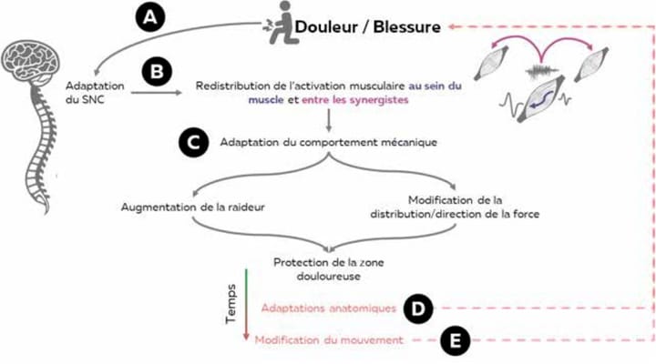 Actualités dans la prévention des blessures aux ischio-jambiers chez les joueurs de football professionnel