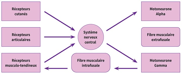 Entorses de cheville et de genou : traumato ou neuro ?