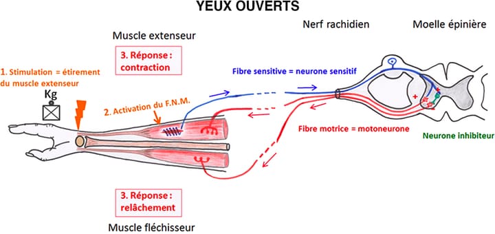 Physiologie et applications des stimulations vibratoires transcutanées en rééducation de la main