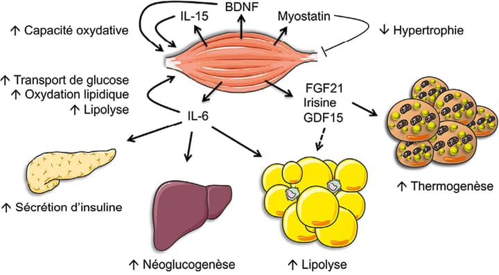 Le muscle squelettique comme organe endocrine en prévention des maladies cardio-métaboliques