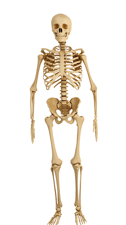 Lombalgie du cycliste : une analyse ergonomique