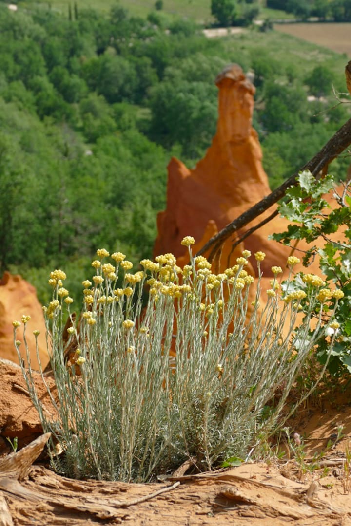 Place de l'aromathérapie en kinésithérapie du sport
