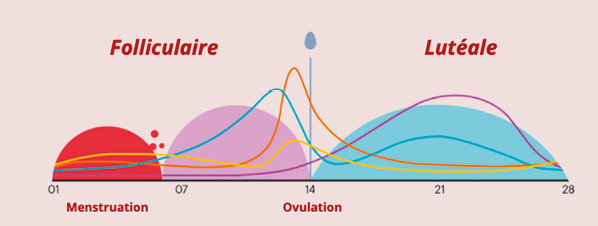 Le cycle menstruel et son influence sur la performance de la femme sportive
