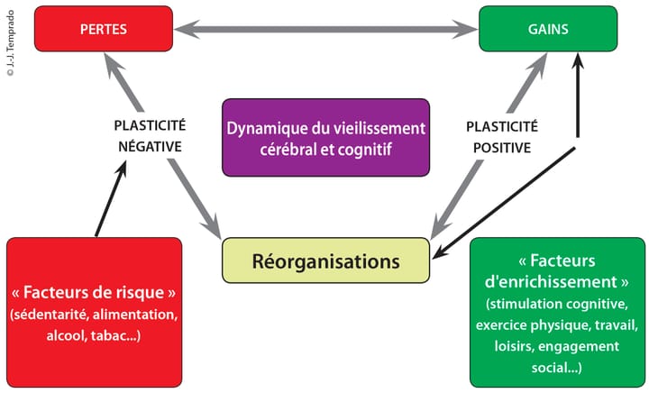 L'activité physique au service de l'amélioration des fonctions cognitives des seniors