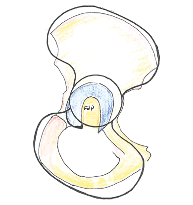 Anatomie chirurgicale de l'os coxal