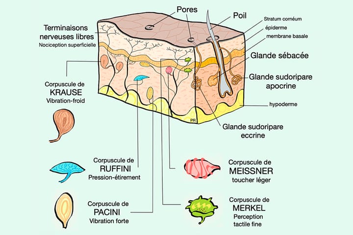 Épiderme, hydratation et kinésithérapie
