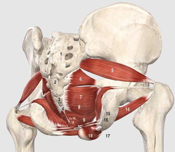Syndromes pelviens myofasciaux prise en charge en thérapie manuelle tableaux cliniques (3e partie)