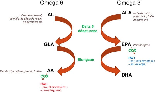 Intérêt de l'équilibre des acides gras en kinésithérapie du sport