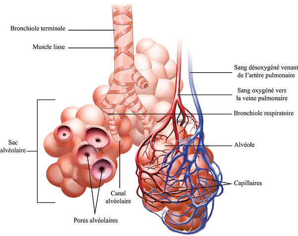 Le poumon profond : définitions radiologique, échographique et perspectives de traitement en kinésithérapie respiratoire