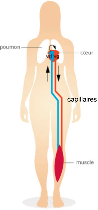 Retour veineux et chaussettes de compression de sport : effet de mode ou indispensables ?