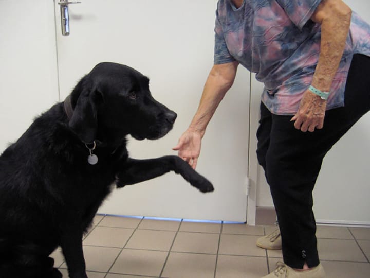 Argumentation en faveur de la rééducation de l'orientation spatiale à l'aide d’un chien