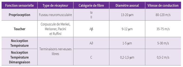 La tête dans les douleurs : quel(s) cerveau(x) la douleur influence-t-elle ?