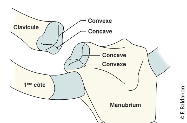 Les pathologies sterno-claviculaires du rugbyman