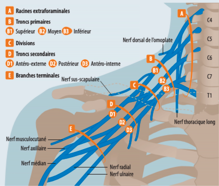 Les lésions neurologiques de l'épaule liées à la pratique du rugby : de l'anatomie à la clinique