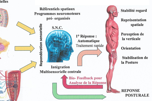 Contrôle postural des adolescents atteints de scoliose idiopathique - De la recherche expérimentale à une approche neurosensorielle de la rééducation dans le traitement conservateur (1ère partie)